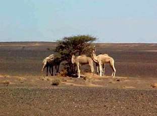 A scene from MOROCCO